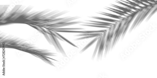 Shadows from palm trees on a white wall © Aanand