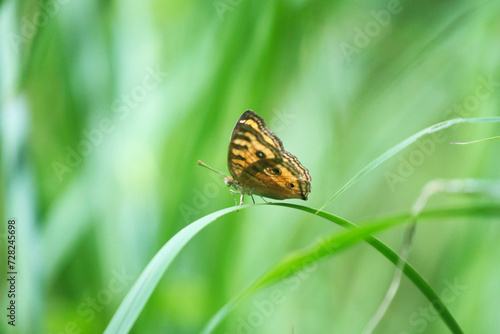 Butterfly on a leaf in the wild, north china  © gunungkawi