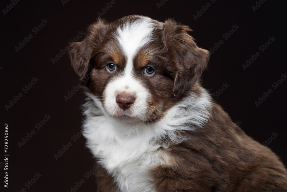 Cute little American Miniature Shepherd puppy on a brown background. Little fluffy puppy Cute little American Miniature Shepherd puppy on a brown background. Little fluffy puppy