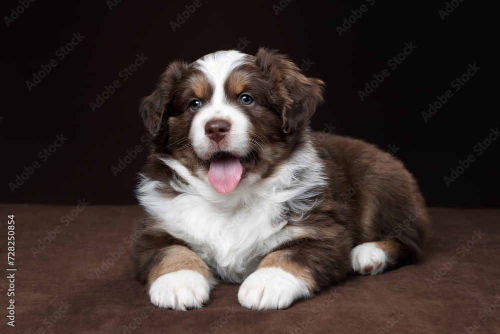 Cute little American Miniature Shepherd puppy on a brown background. Little fluffy puppy Cute little American Miniature Shepherd puppy on a brown background. Little fluffy puppy