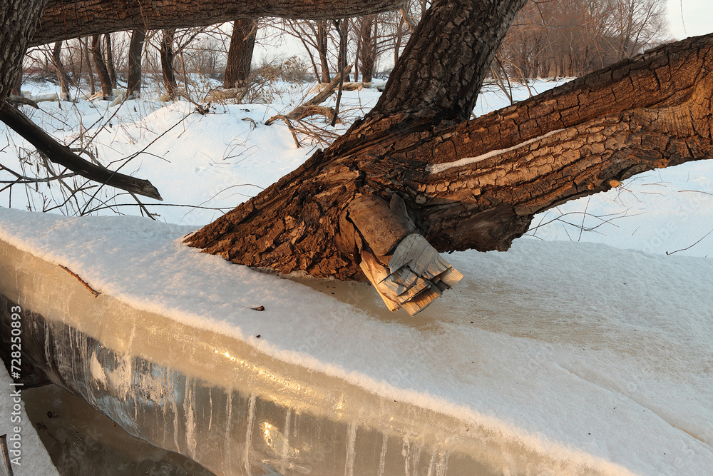 Tree trunk in a large ice floe on the river bank Tree trunk in a large ice floe on the river bank