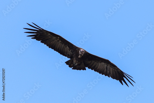 a flying lappet-faced vulture in the blue sky of Kenya