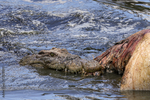 a crocodile tears out meat of a dead hippo in the Mara river