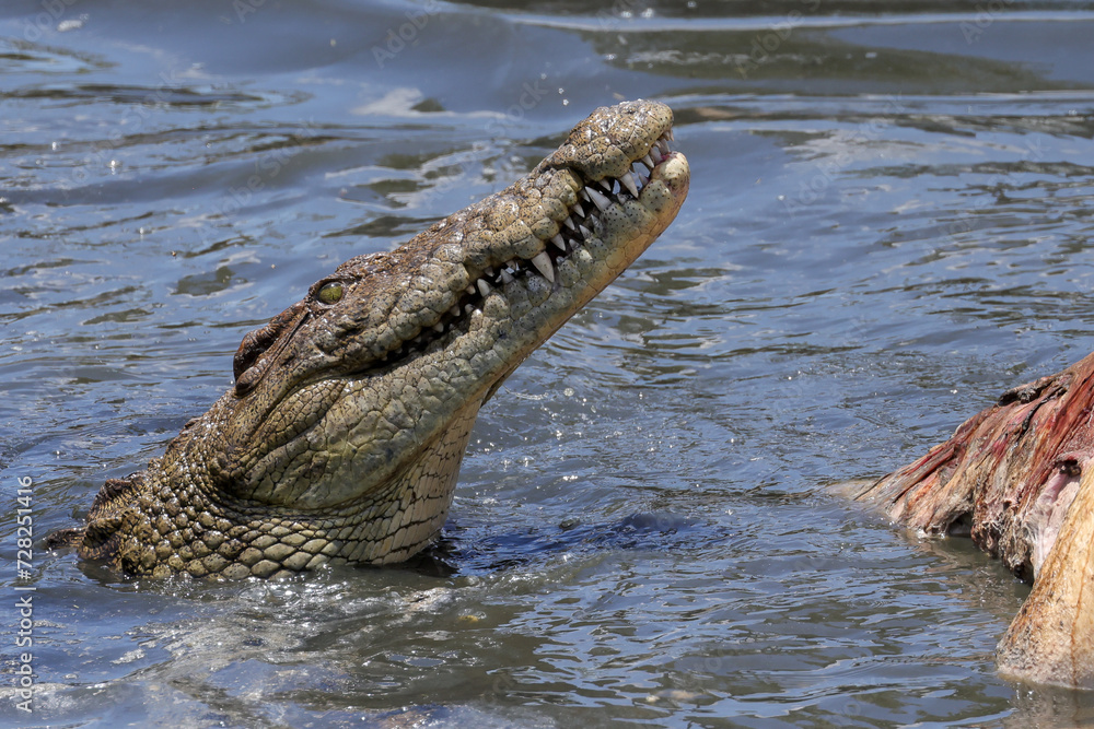 Naklejka premium portrait image of a eating crocodile in Mara river