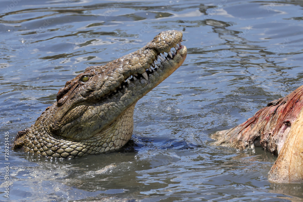 portrait image of a eating crocodile in Mara river portrait image of a eating crocodile in Mara river