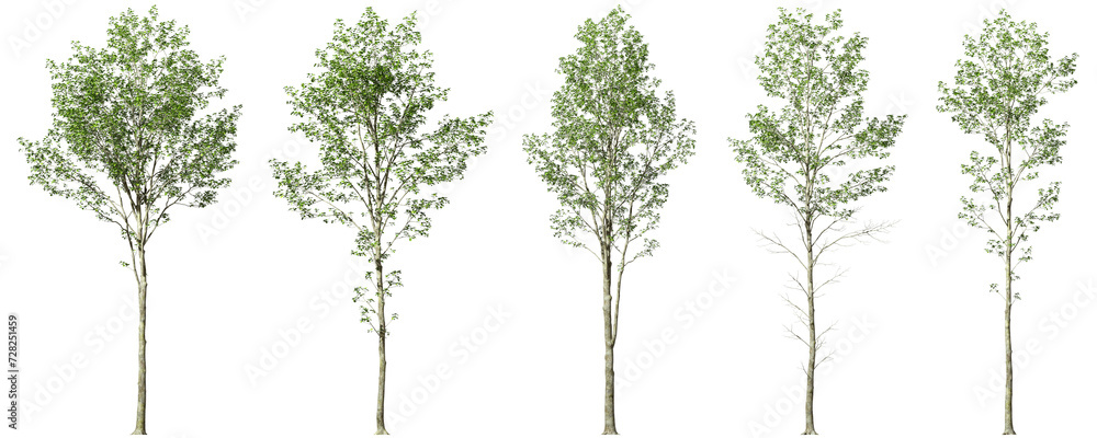 Minimalist tree forms collections on transparent backgrounds 3d render png Minimalist tree forms collections on transparent backgrounds 3d render png