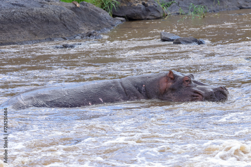 one single hippo in the waters of Mara river one single hippo in the waters of Mara river