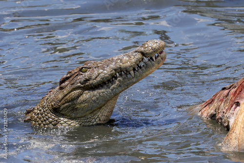 portrait image of a eating crocodile in Mara river
