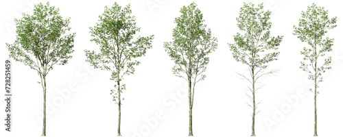 Minimalist tree forms collections on transparent backgrounds 3d render png