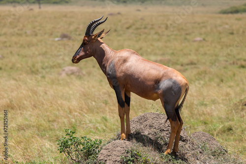 a topi antelope on its observation hill in Maasai Mara
