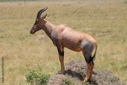 a topi antelope on its observation hill in Maasai Mara