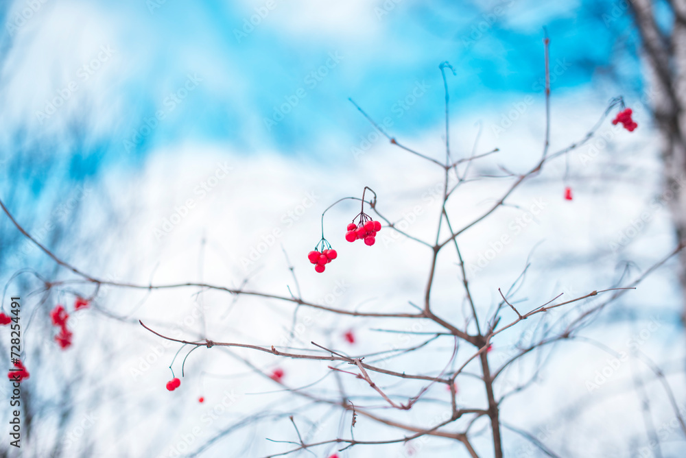 Red viburnum berries on a branch in winter Red viburnum berries on a branch in winter
