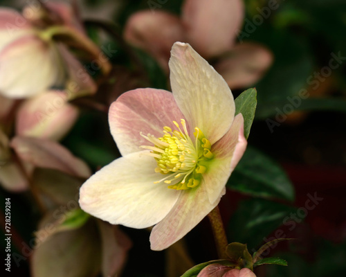 Closeup of flower of Helleborus    ballardiae HGC Maestro in a garden in spring