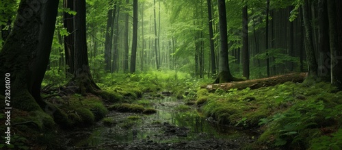 Quiet and Peaceful Forest  A Serene Escape in the Tranquil and Calm Abode of Nature