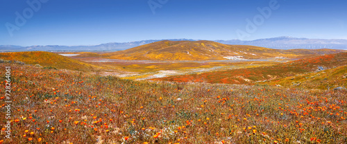 Fotografie, Obraz California golden poppy flowers in wildflower meadow at Antelope valley, California