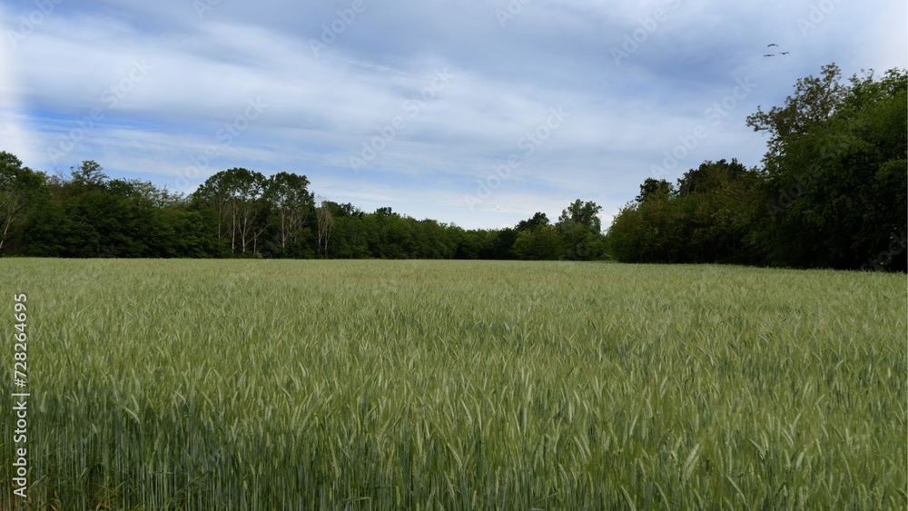 Summer landscape in a wheat field. Summer landscape in a wheat field.