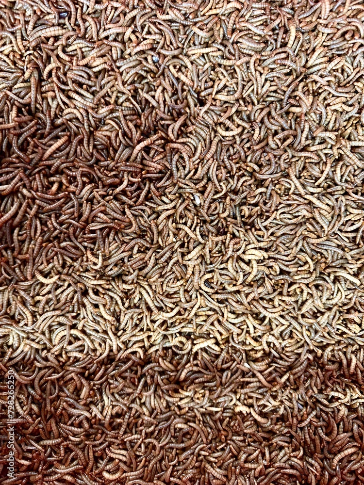 Mealworm larvae. Mealworms are the larval form of the yellow mealworm beetle.