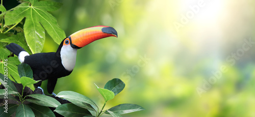 Horizontal banner with beautiful colorful toucan bird (Ramphastidae) on a branch in a rainforest. Toucan bird and leaves of tropical plants on sunny background. Copy space for text
