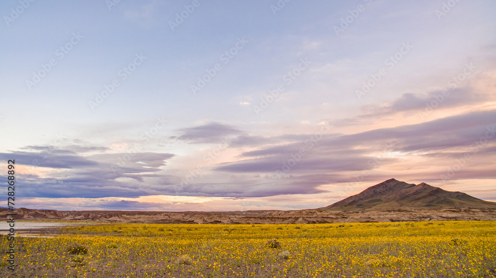 Desert Wildflowers, Superbloom, Tecopa, California, Nature