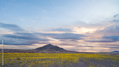 Desert Wildflowers, Superbloom, Tecopa, California, Nature