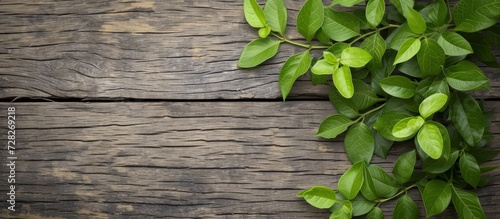 Green Leaves on Wood Background  A Refreshing Display of Nature s Beauty with Green Leaves  Wood Texture  and a Serene Background