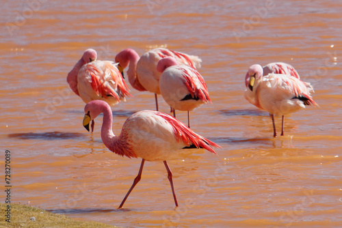 James' Flamingos, Laguna Colorada, Bolivia photo