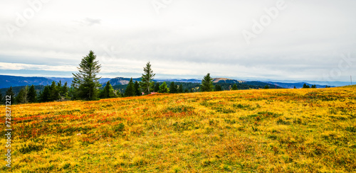 Landscape in autumn at Feldberg in the Black Forest. Feldbergsteig hiking trail. Nature in the Breisgau-Hochschwarzwald district in Baden-Württemberg.
 photo