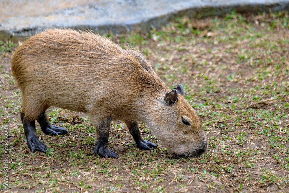 Capybara resting on the ground Capybara resting on the ground