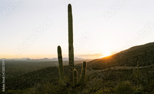 Saguaro cactus center frame sunset in background