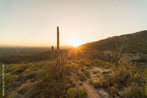 Sunset behind saguaro cactus desert landscape
