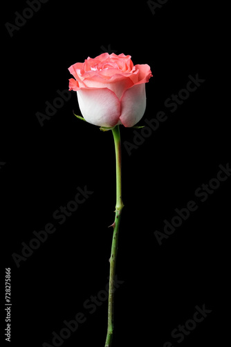 Isolated white and red rose flower on black background with cliping path