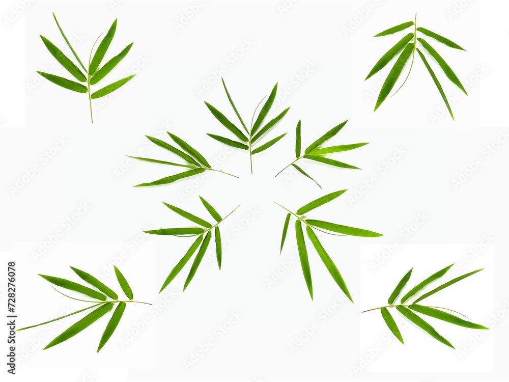 Naklejka premium Set of Bamboo leaves isolated on white background