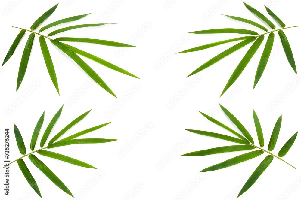 Set of Bamboo leaves isolated on white background
