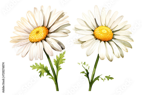 Daisy Flower Watercolor Clipart  Chamomile Illustration Perfect for Wedding and Home Decor