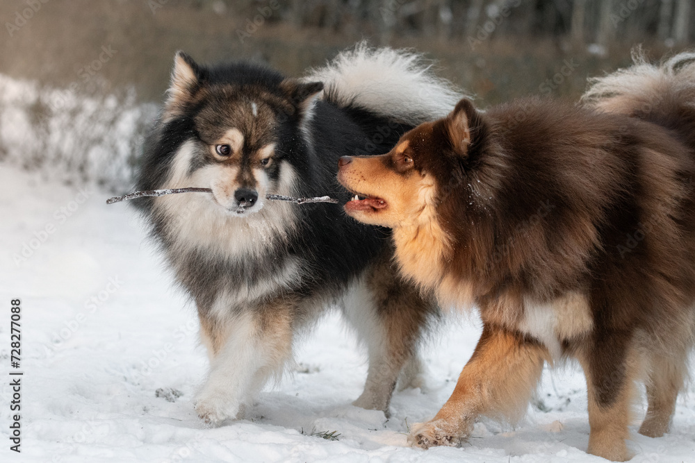 Portrait of Finnish Lapphund dogs playing outdoors in winter season with a stick Portrait of Finnish Lapphund dogs playing outdoors in winter season with a stick