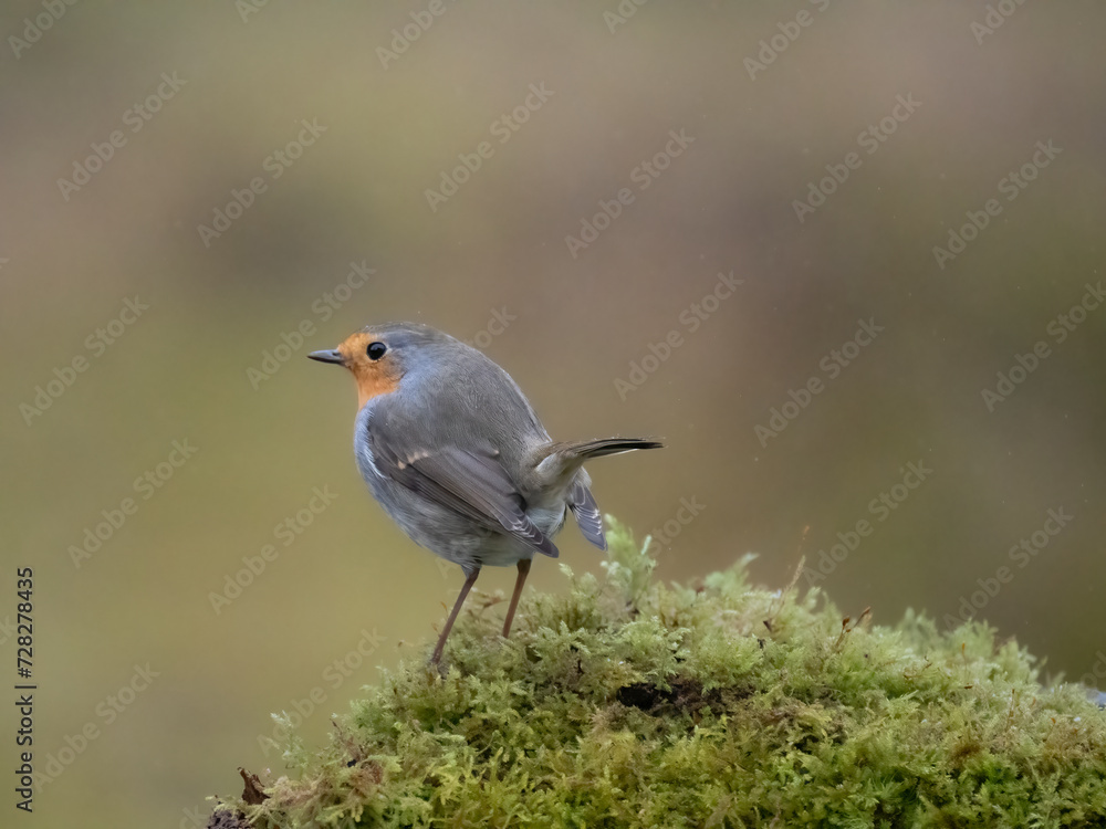 Rotkehlchen (Erithacus rubecula) Rotkehlchen (Erithacus rubecula)
