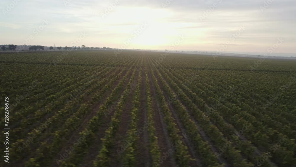 drone view on Endless rows of vineyards at sunrise drone view on Endless rows of vineyards at sunrise