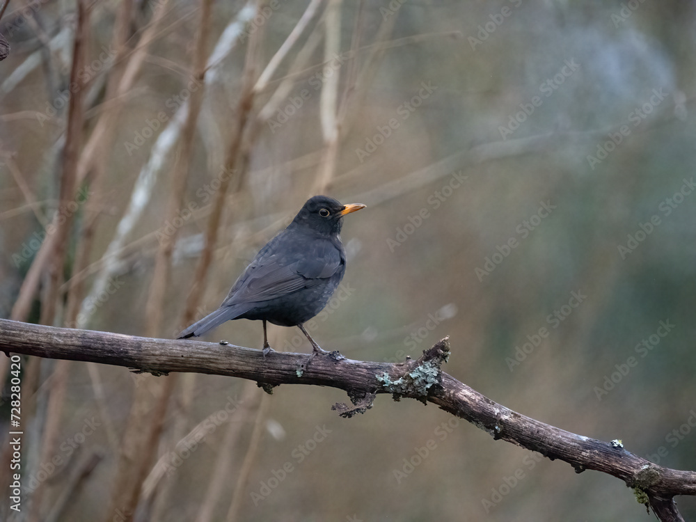 Fototapeta premium Amsel (Turdus merula)