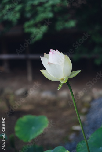 真言宗の総本山高野山境内の蓮の花