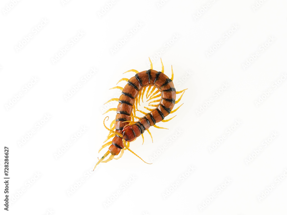 Fototapeta premium Megarian banded centipede on a white background. Scolopendra cingulata. Tiger centipede.