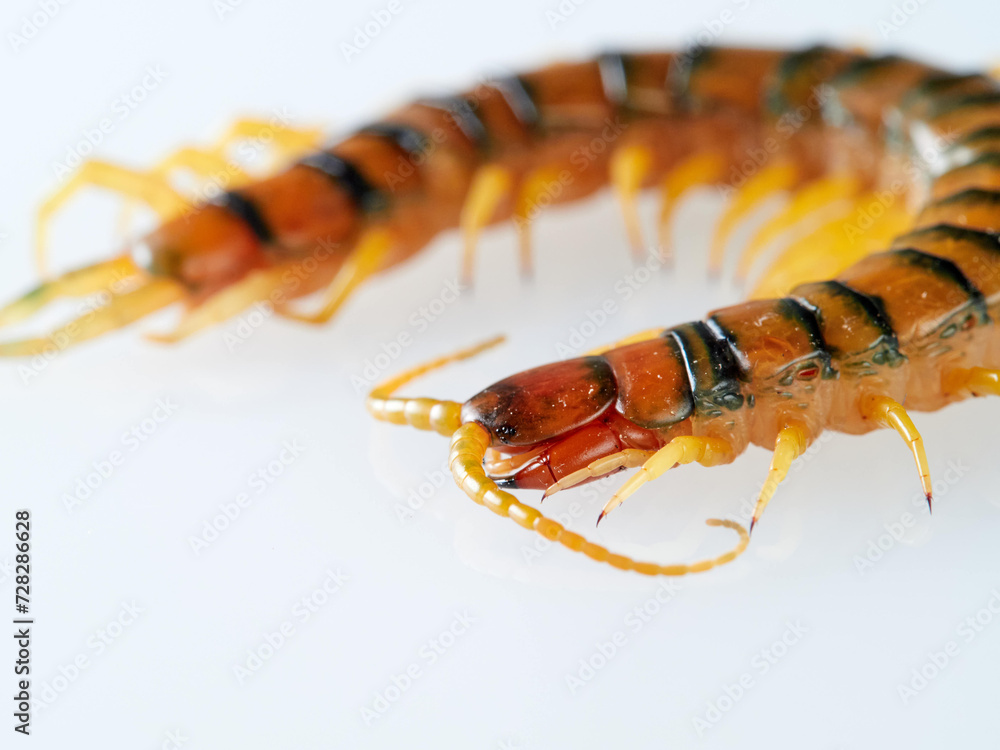 Megarian banded centipede on a white background. Scolopendra cingulata. Tiger centipede. Megarian banded centipede on a white background. Scolopendra cingulata. Tiger centipede.