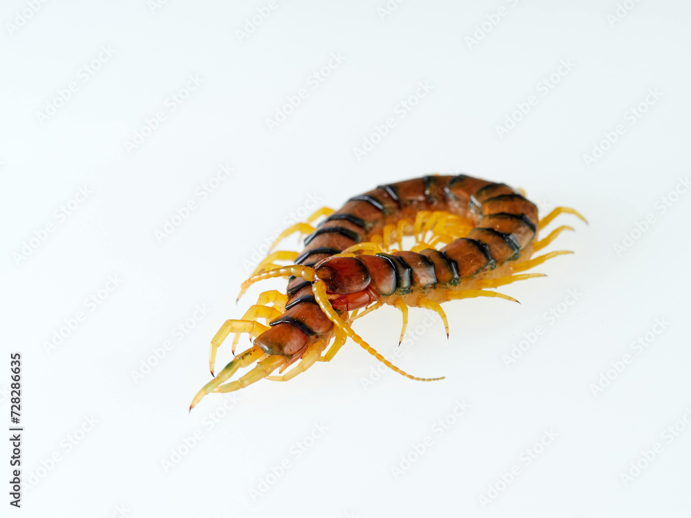 Fototapeta premium Megarian banded centipede on a white background. Scolopendra cingulata. Tiger centipede.