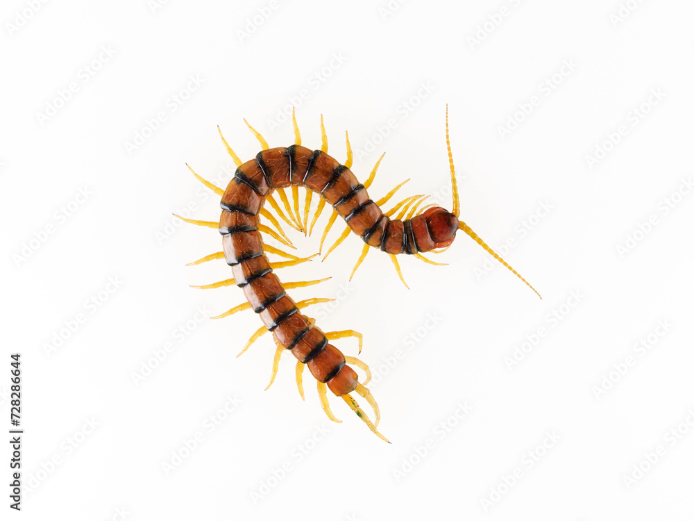 Megarian banded centipede on a white background. Scolopendra cingulata. Tiger centipede. Megarian banded centipede on a white background. Scolopendra cingulata. Tiger centipede.