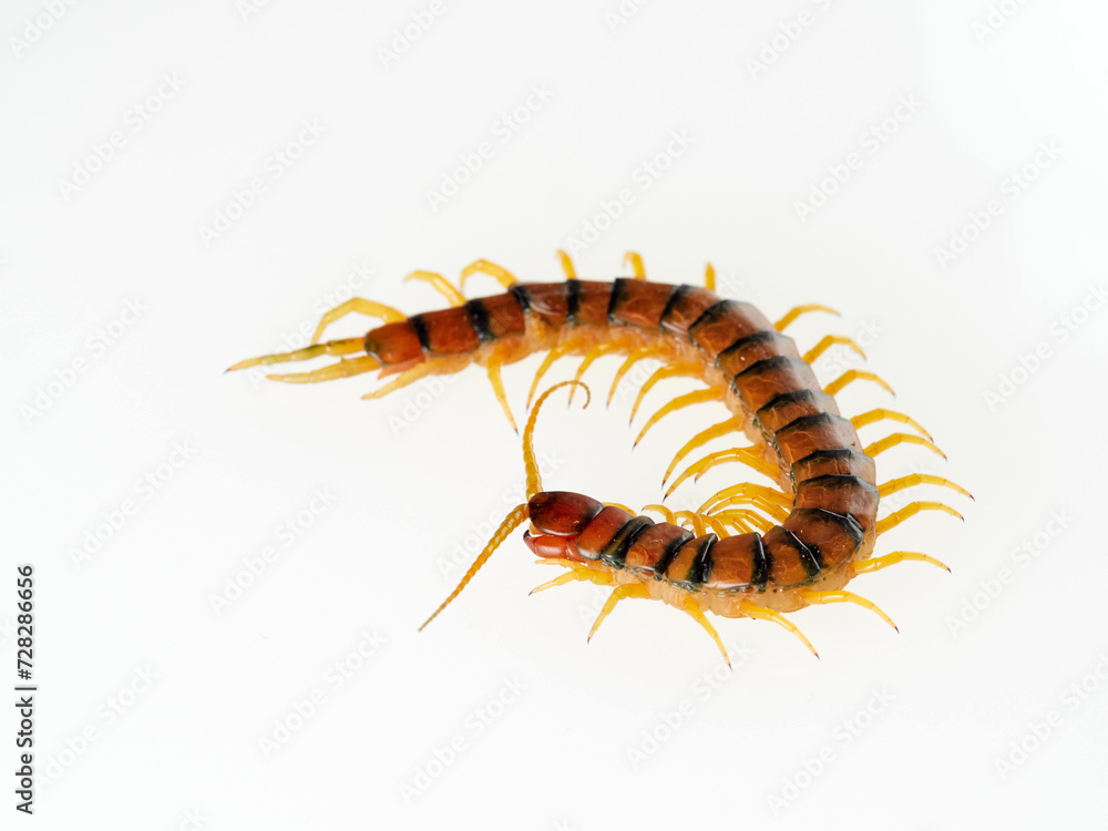 Fototapeta premium Megarian banded centipede on a white background. Scolopendra cingulata. Tiger centipede.