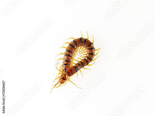 Megarian banded centipede on a white background. Scolopendra cingulata. Tiger centipede.