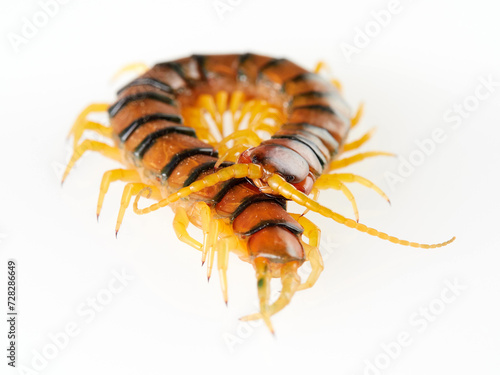 Megarian banded centipede on a white background. Scolopendra cingulata. Tiger centipede. photo