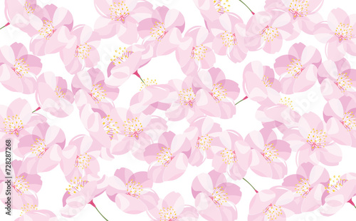 タイトルや見出しに使えるシンプルな満開の桜の花びらの花柄・模様背景の春素材_白背景