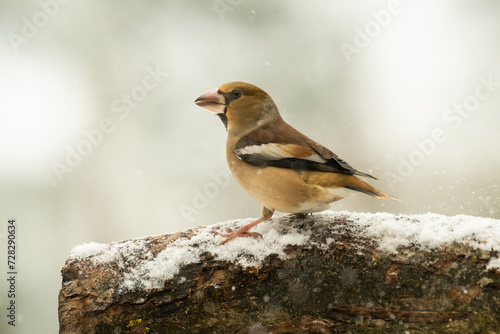 Hawfinch in winter, on a branch 