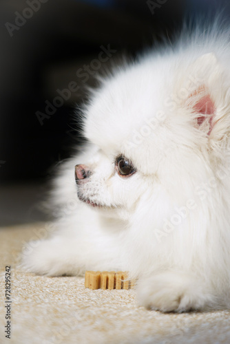 white pomeranian puppy