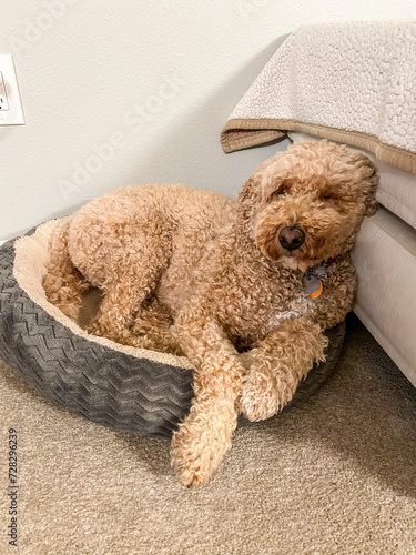 Mocha Australian Labradoodle photo